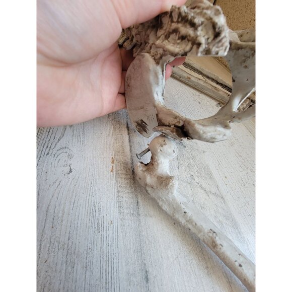 Skeleton AS IS jointed hanging Halloween home decor prop scary - Picture 13 of 15